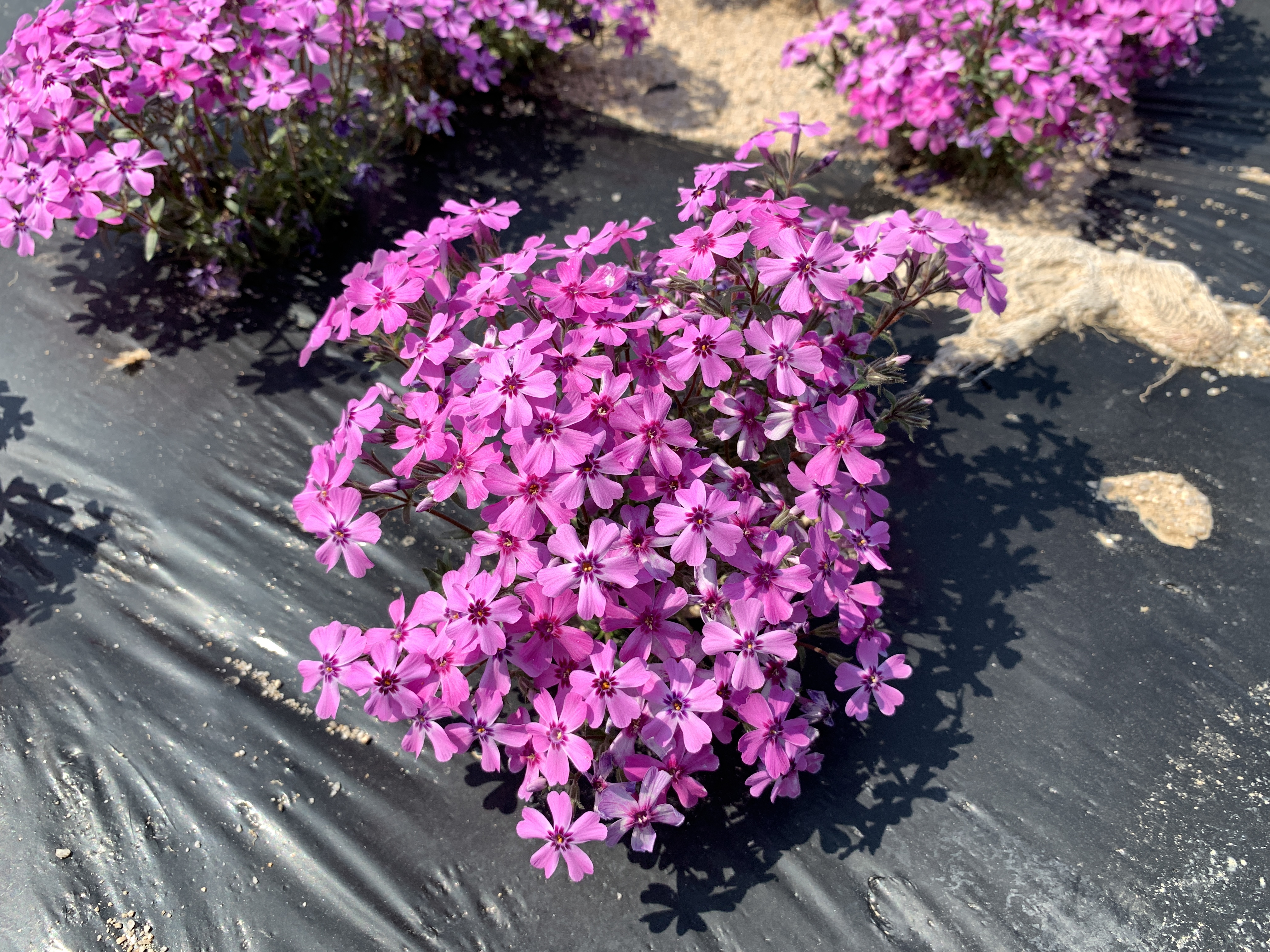 Phlox ‘Chunja’